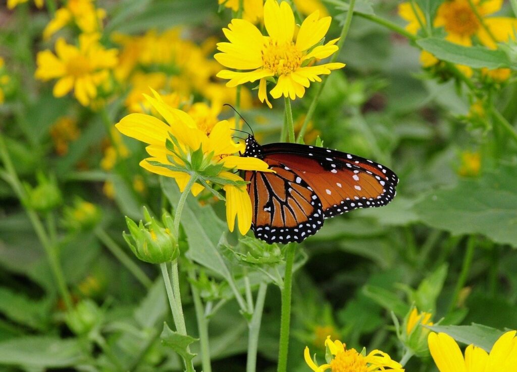 #AktywnaEkipa ponownie z ogniskiem w górach. Jedziemy na Magurkę Wilkowicką